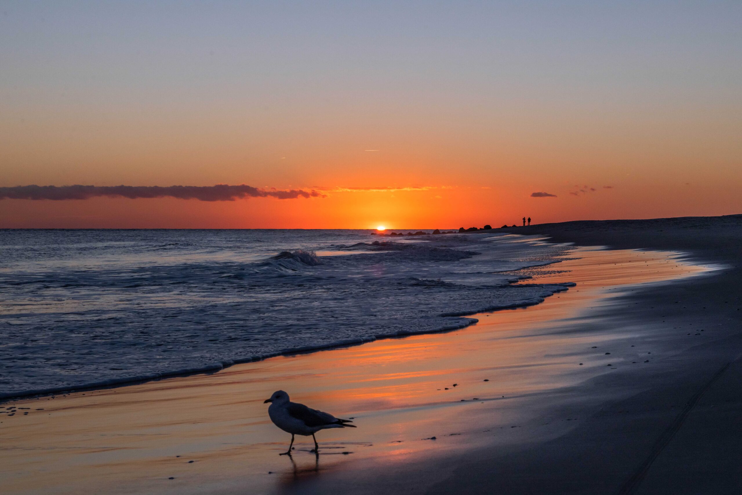 A close up of a seagull at the shoreline with the ocean coming in at sunset. The sky is orange, pink, and blue, and two people are in the distance at the horizon line.