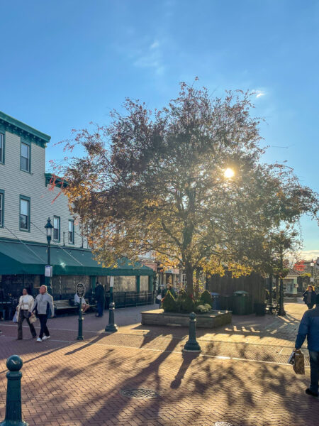 Last Leaves of November on the Washington Street Mall. The sun is shinning through the leaves and people are shopping.