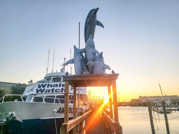 Cape May Whale Watch