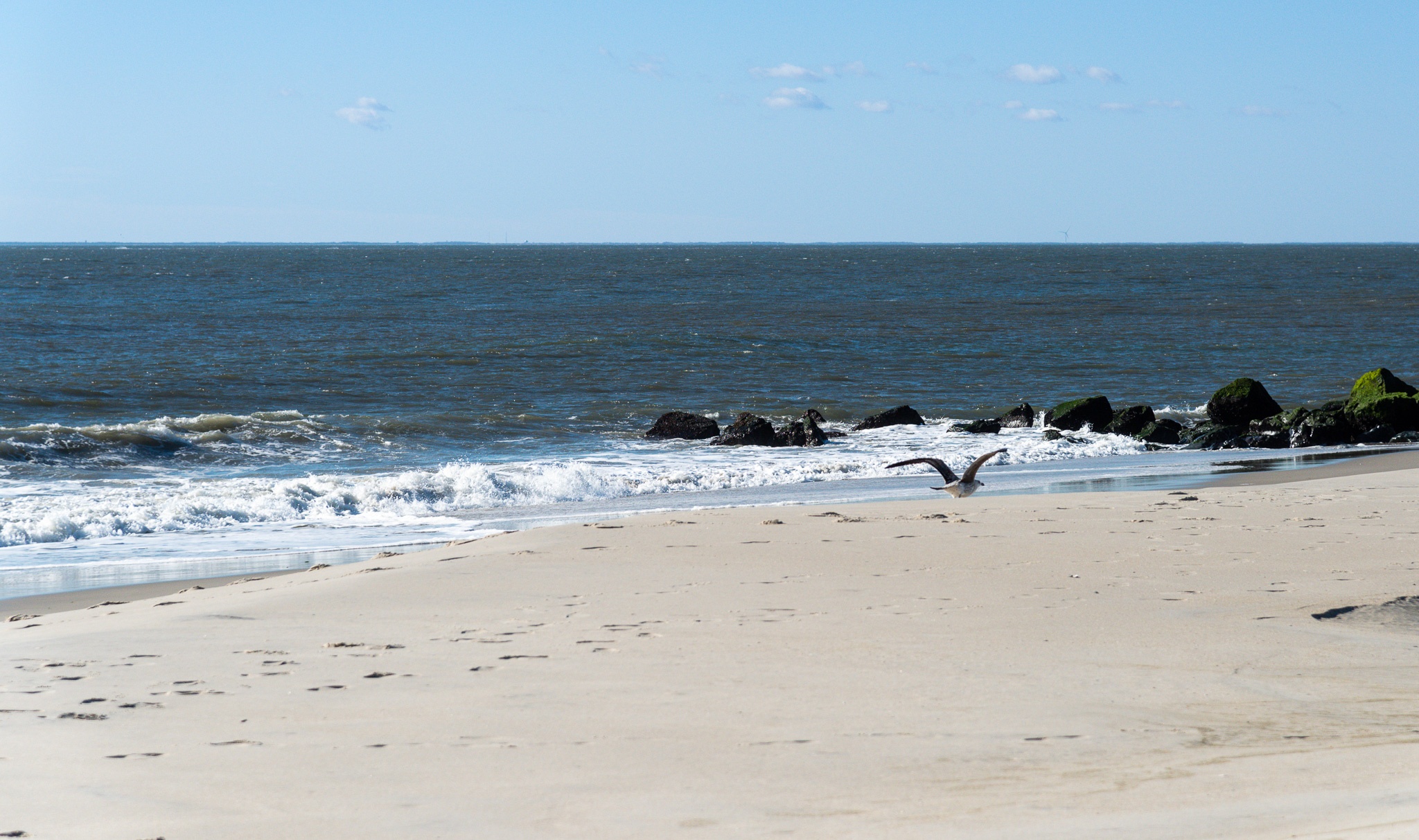 A Seagull just about to Takeoff from the Beach.