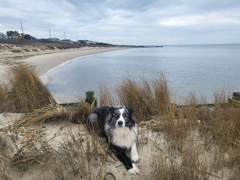 a dog lying on a sand dune in front of the water, with an arc of beach behind her