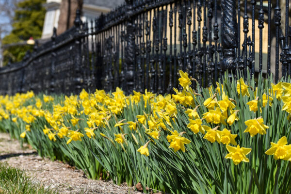 Daffodils along a fence in West Cape May