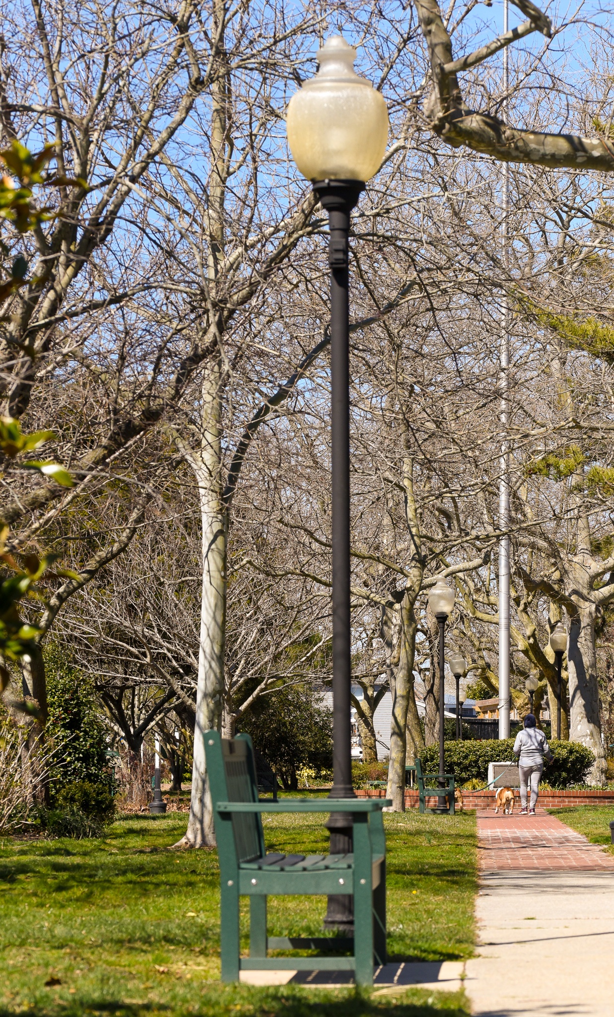 Dog Walker at Wilbraham Park