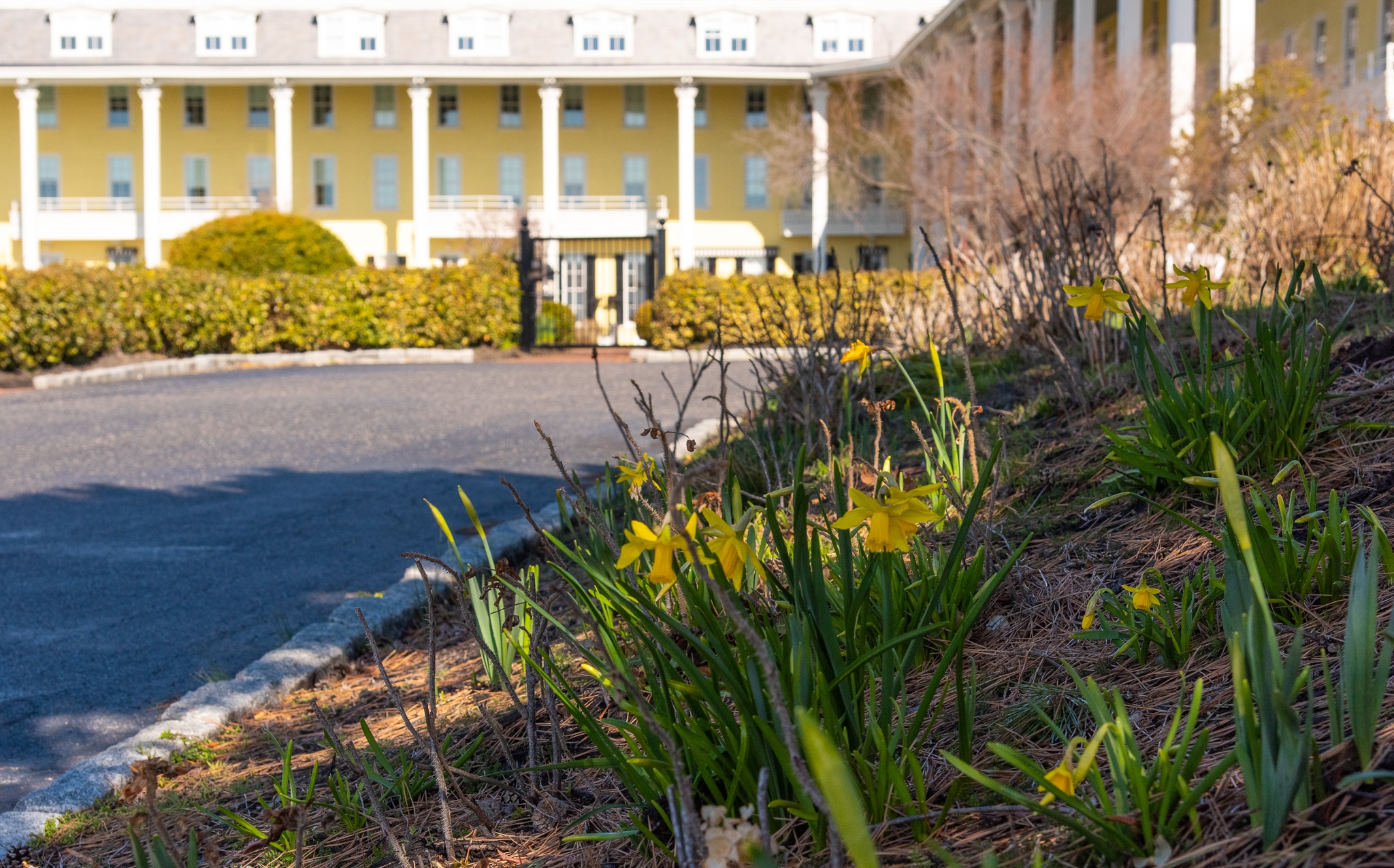 Daffodils at Congress Hall