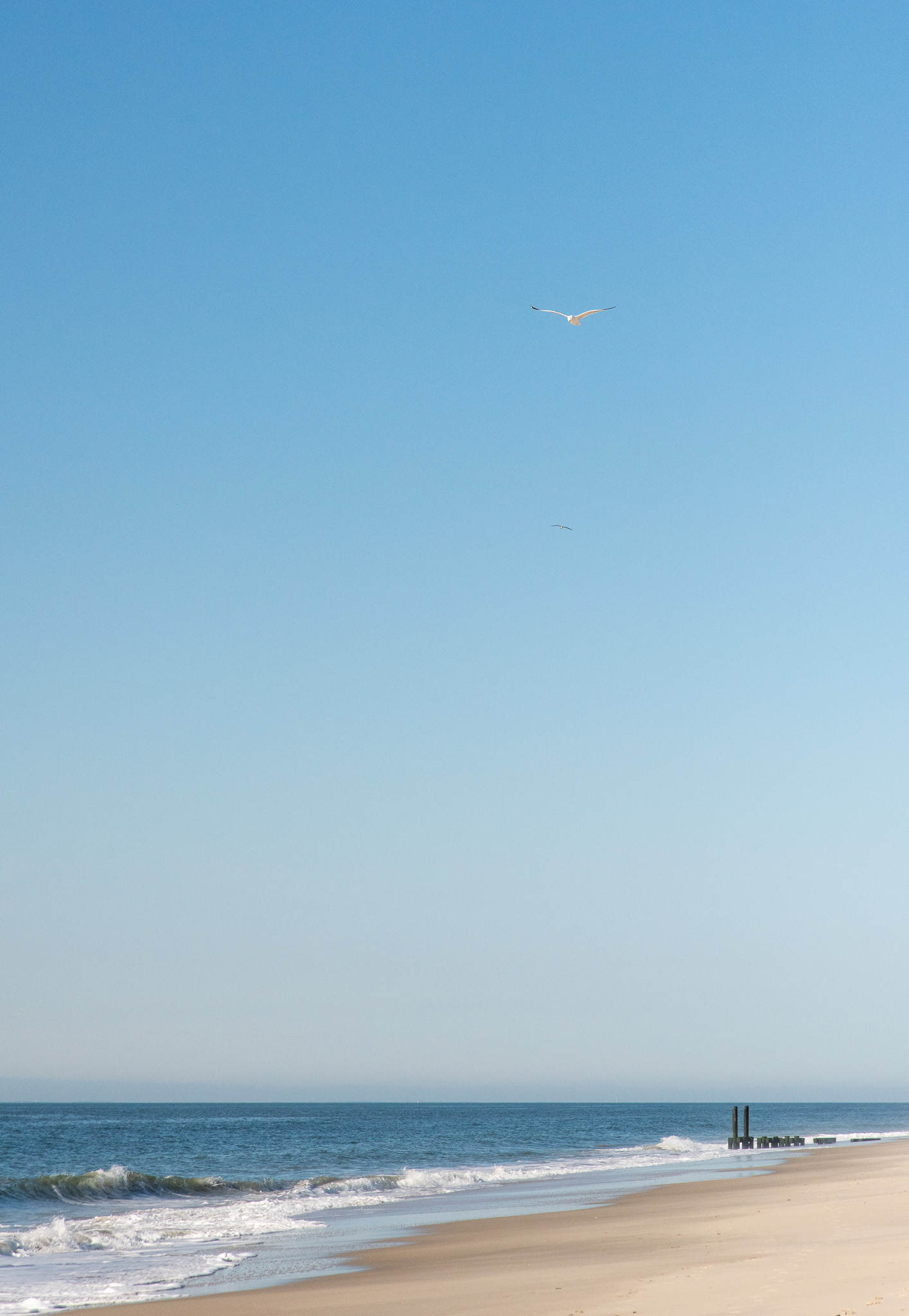 Seagulls Flying Over the Beach