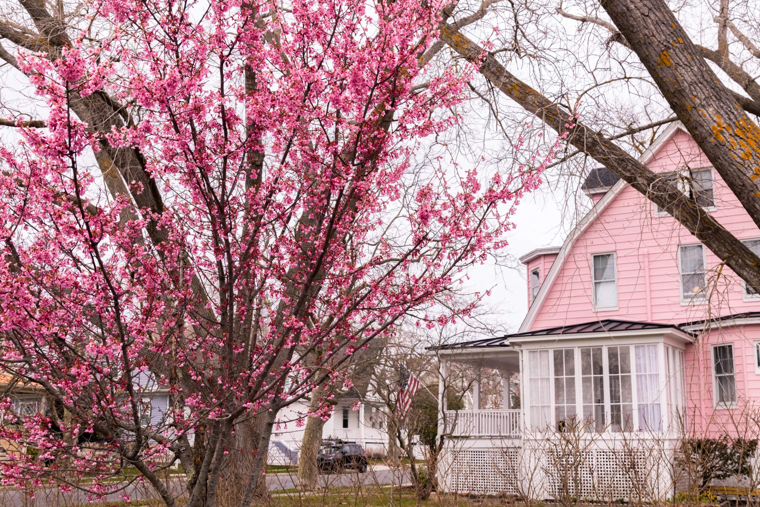 A pink cherry blossom tree starting to bloom in front of a pink Victorian house on a cloudy day