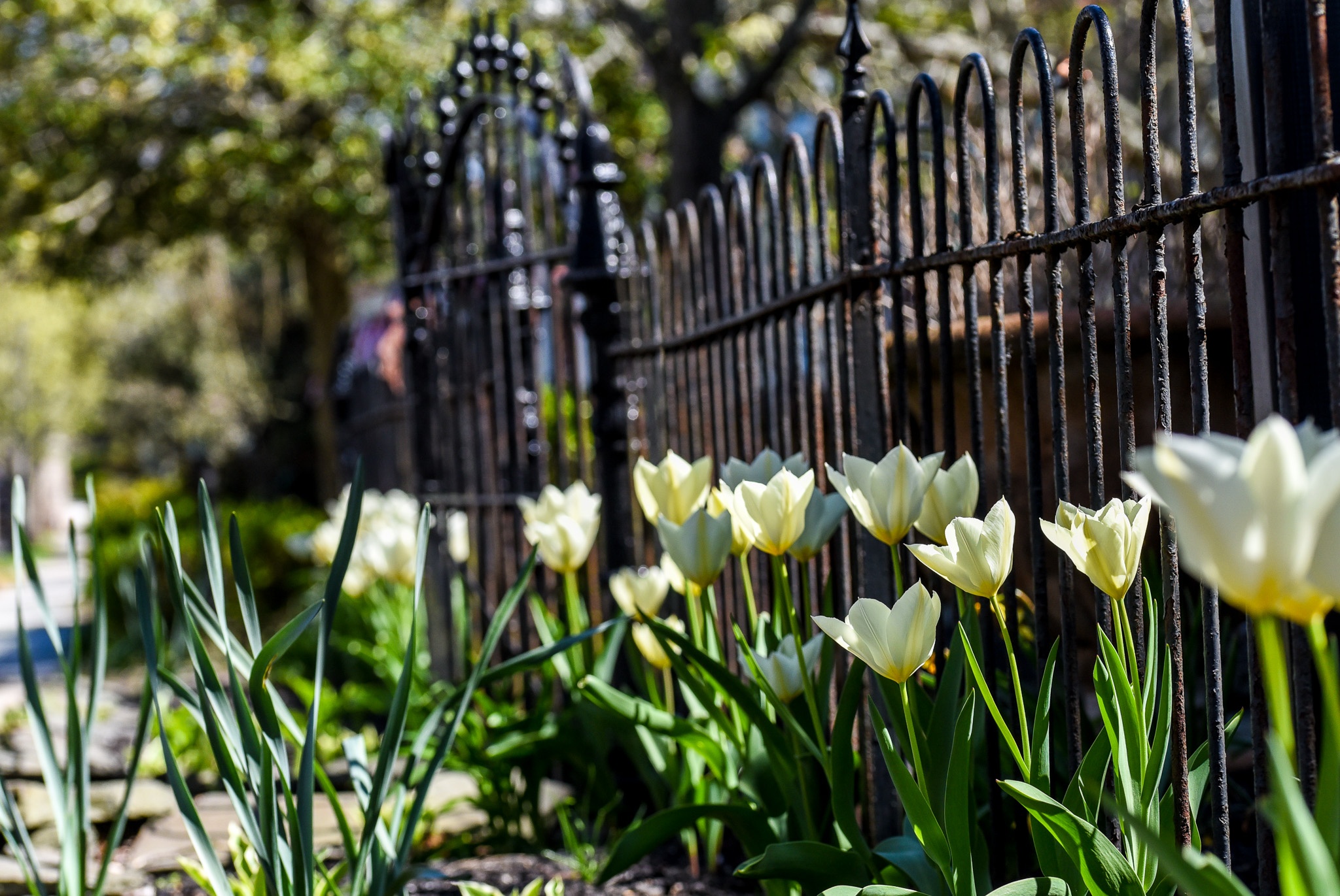 Tulips on Washington Street near Washington Inn.