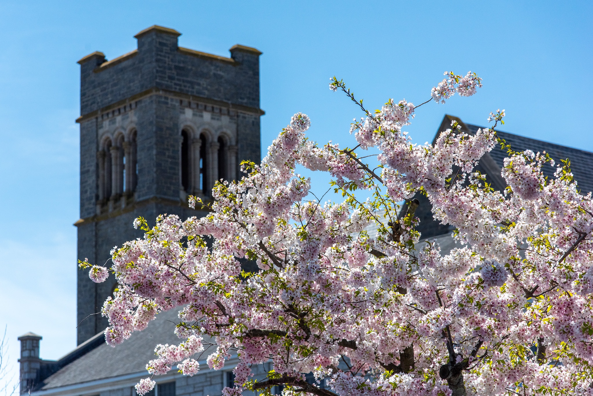 Pink Blossoms with Our Lady Sea of the Star in the background