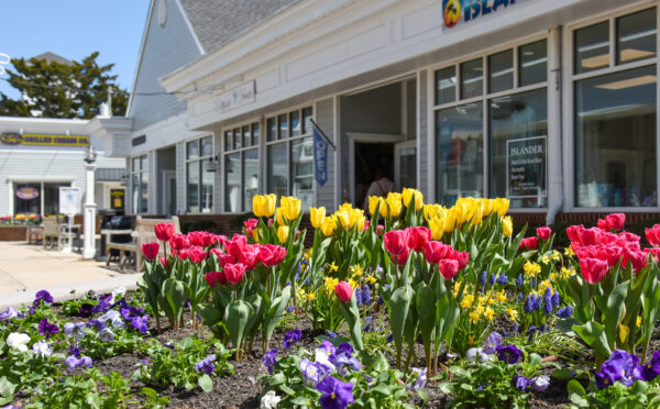 Washington Commons flowers are full of color