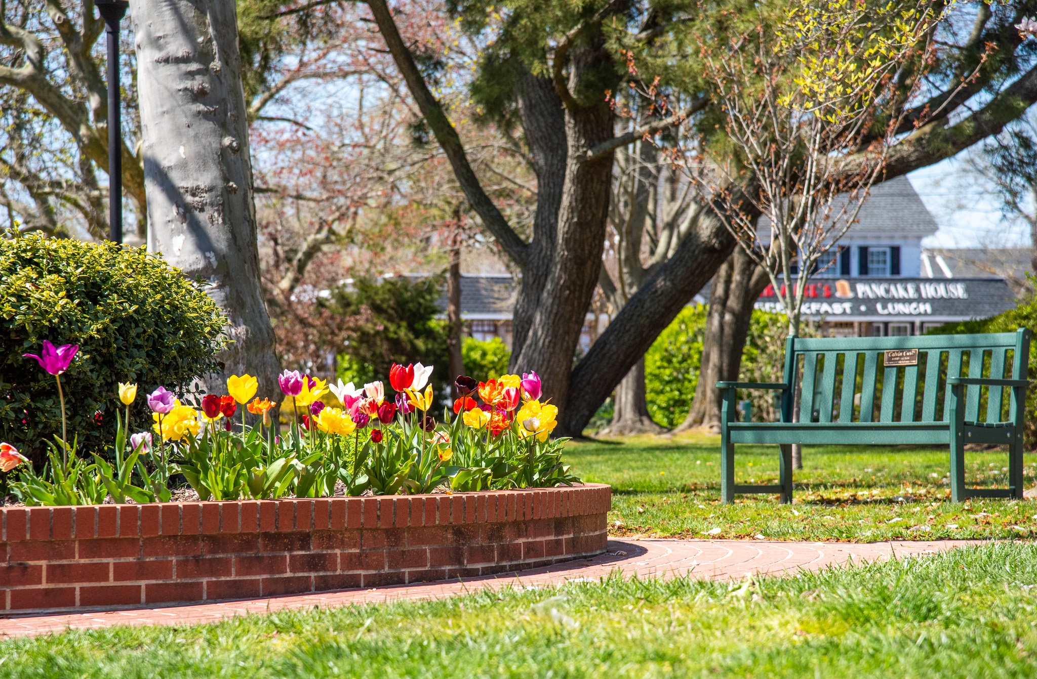 Wilbraham Park on a Sunny Day with a bench open to sit down