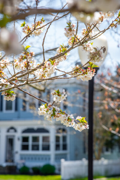 Pinks & Blues at Wilbraham Park