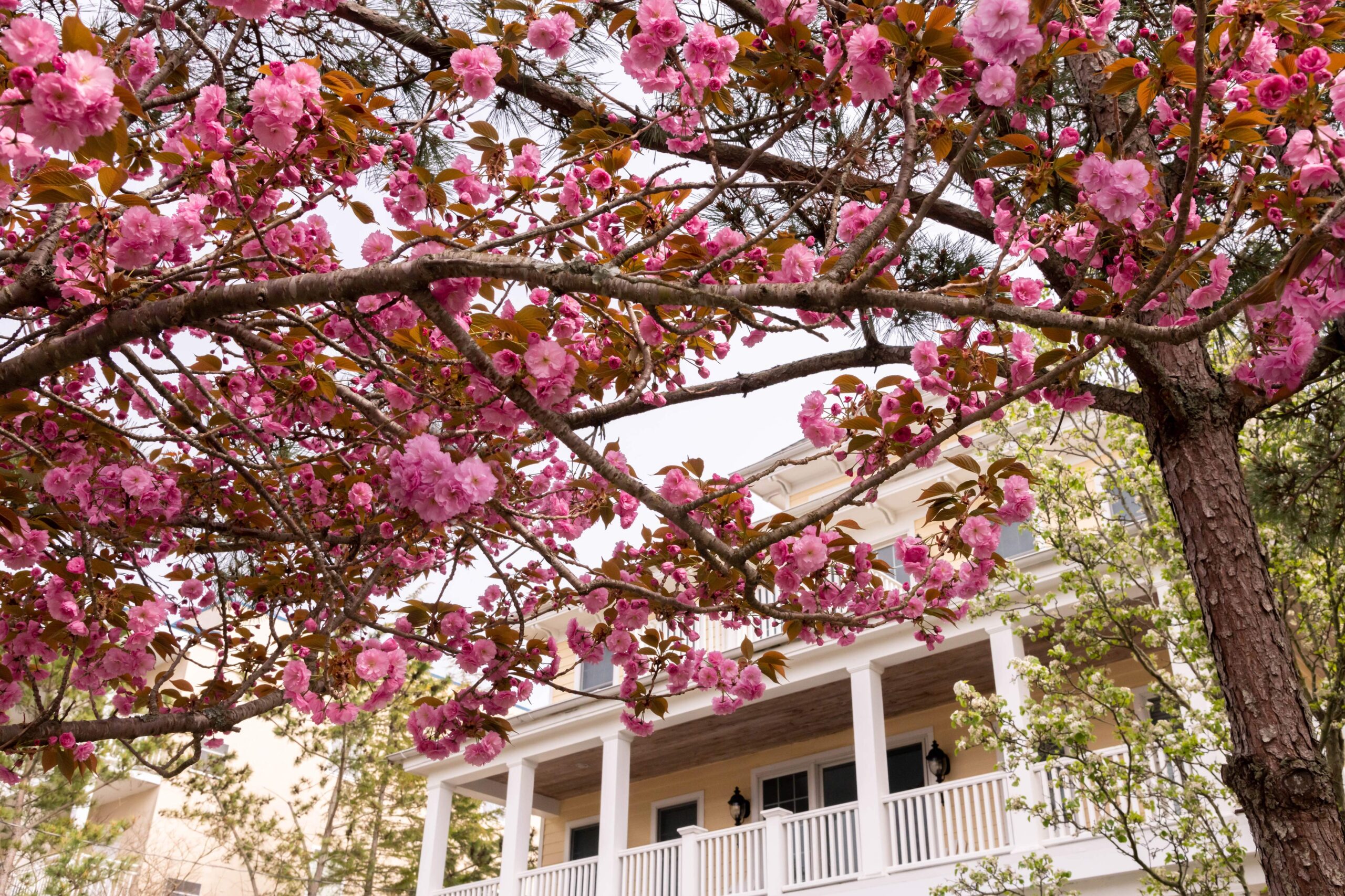Pink cherry blossoms in front of a porch of a Victorian styled yellow house with a cloudy sky