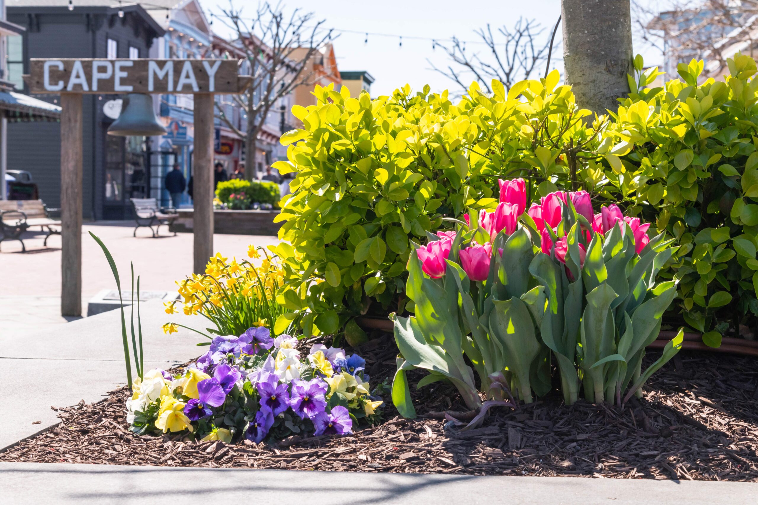 Pink tulips, yellow daffodils, and yellow and purple pansies in front of the Cape May sign on the Washington Street Mall