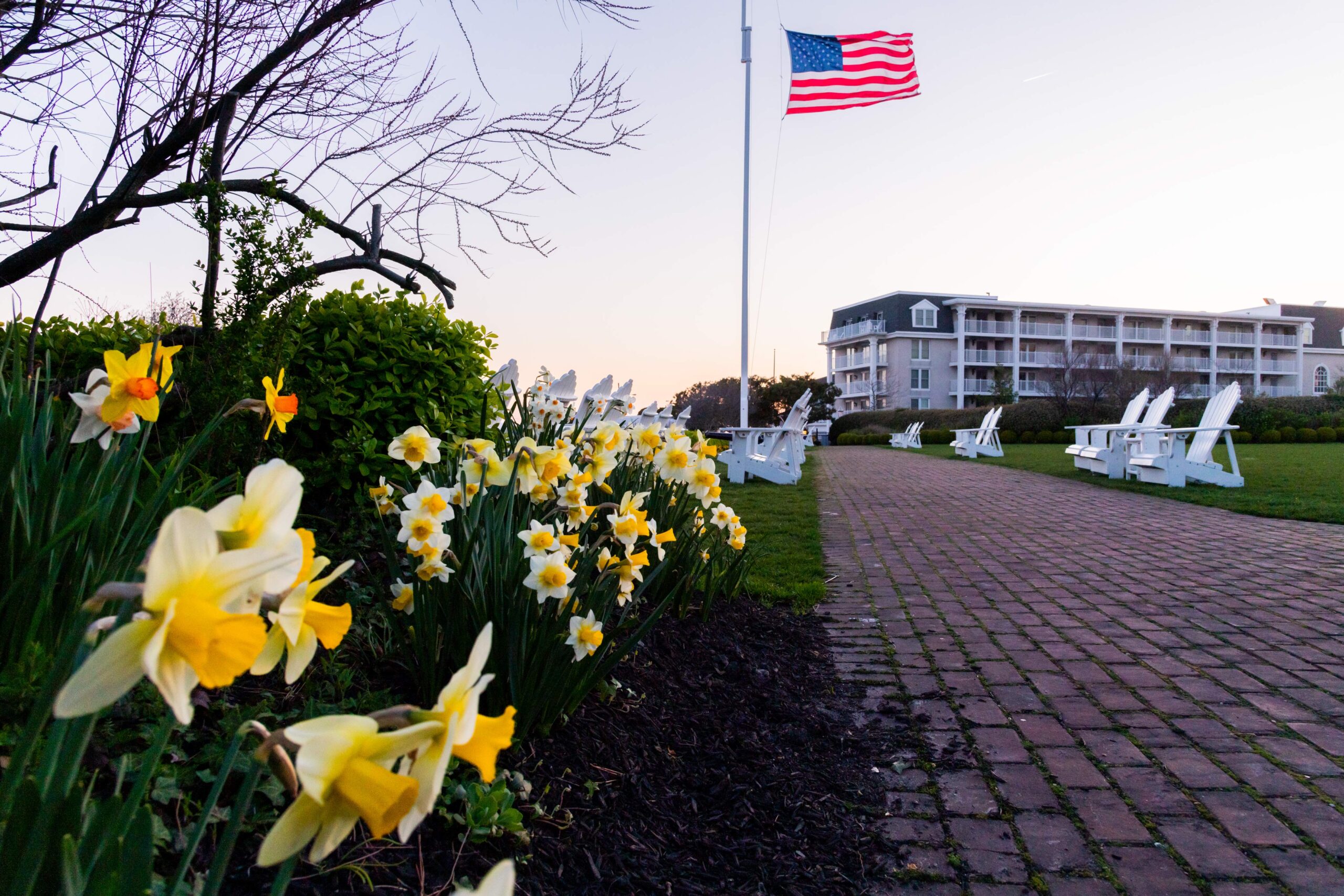 White and yellow daffodils in a row with white Adirondack chairs and an American flag blowing in the wind with a clear sky at sunset