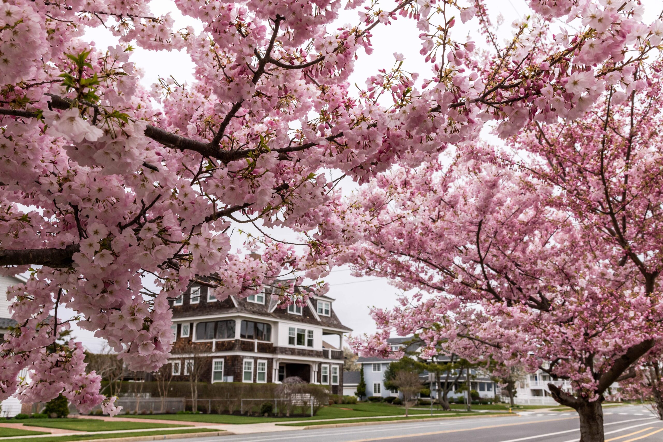 Two pink cherry blossom trees framing a cedar shake shingle home on a cloudy day