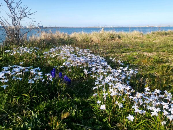 Spring flowers