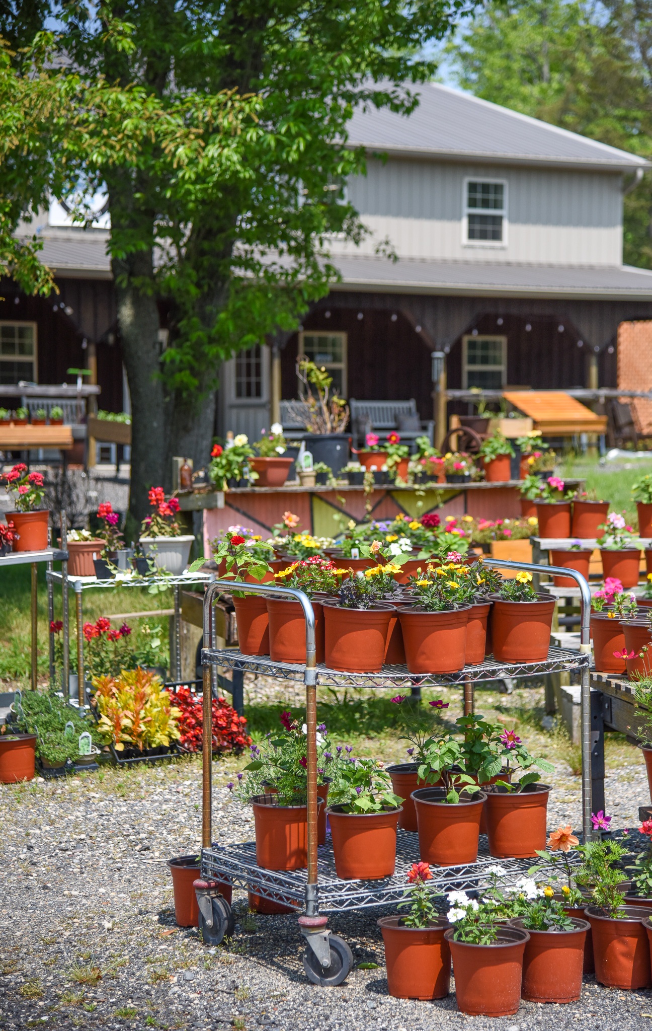 Flowers stand at Central Park Farm