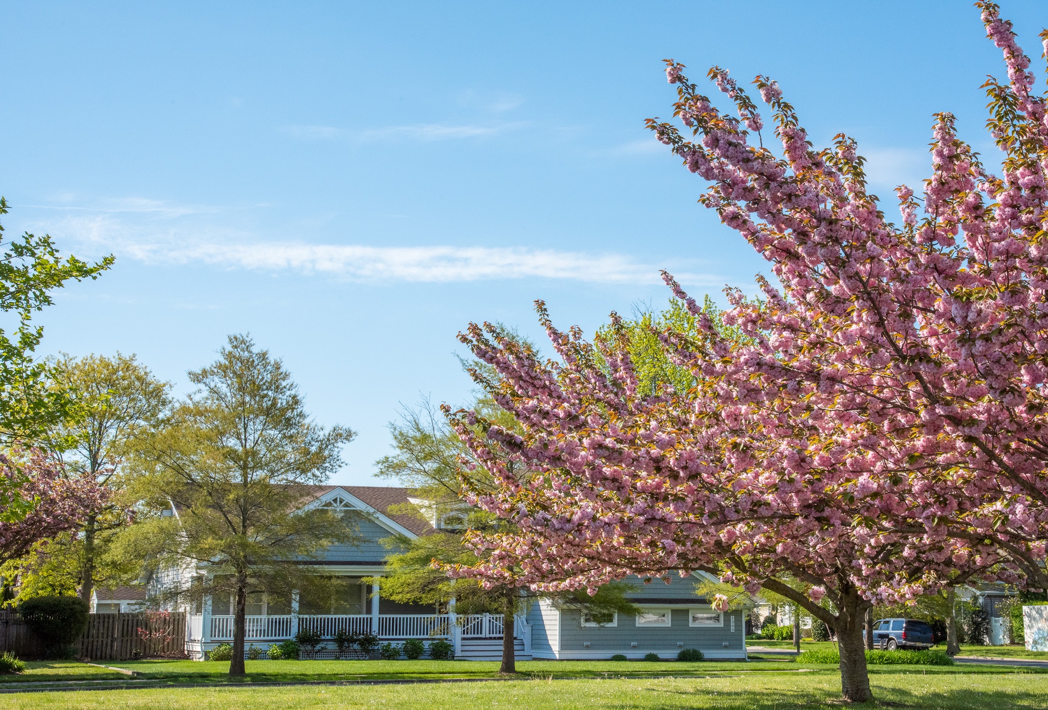 Blue sky and the pink trees on Cape May Avenue