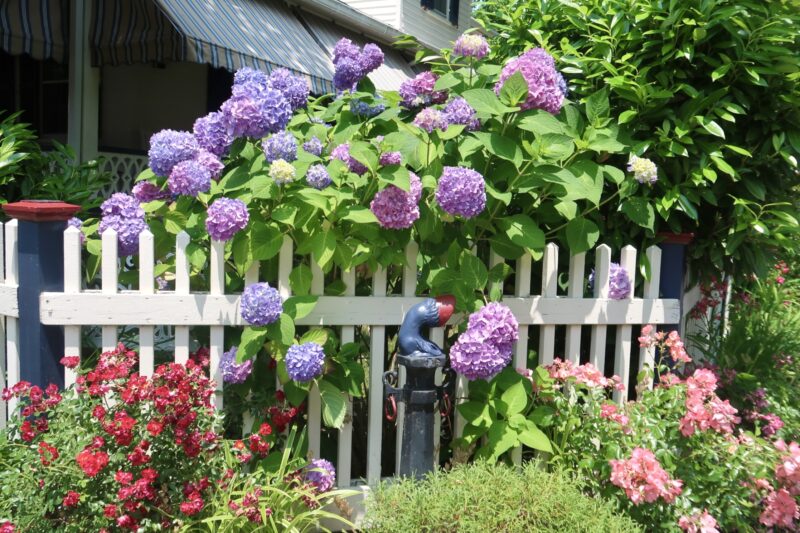 Colorful flowers covering the fence in a Cape May garden