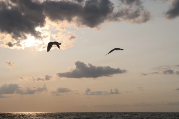 In Flight