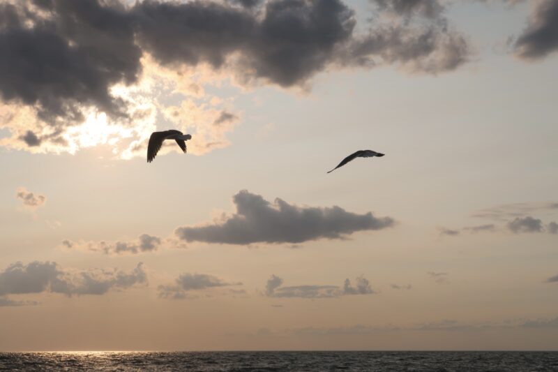 Birds flying on the Delaware Bay