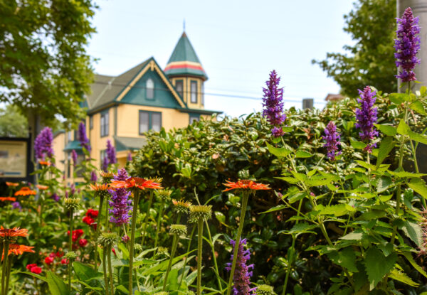 Flower by the Flagpole at Wilbraham Park