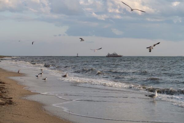 A Bay of Birds