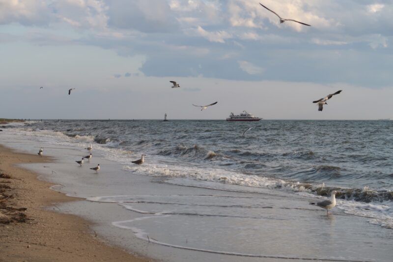 Seagulls and Cape May Lewes Ferry on the Delaware Bay 