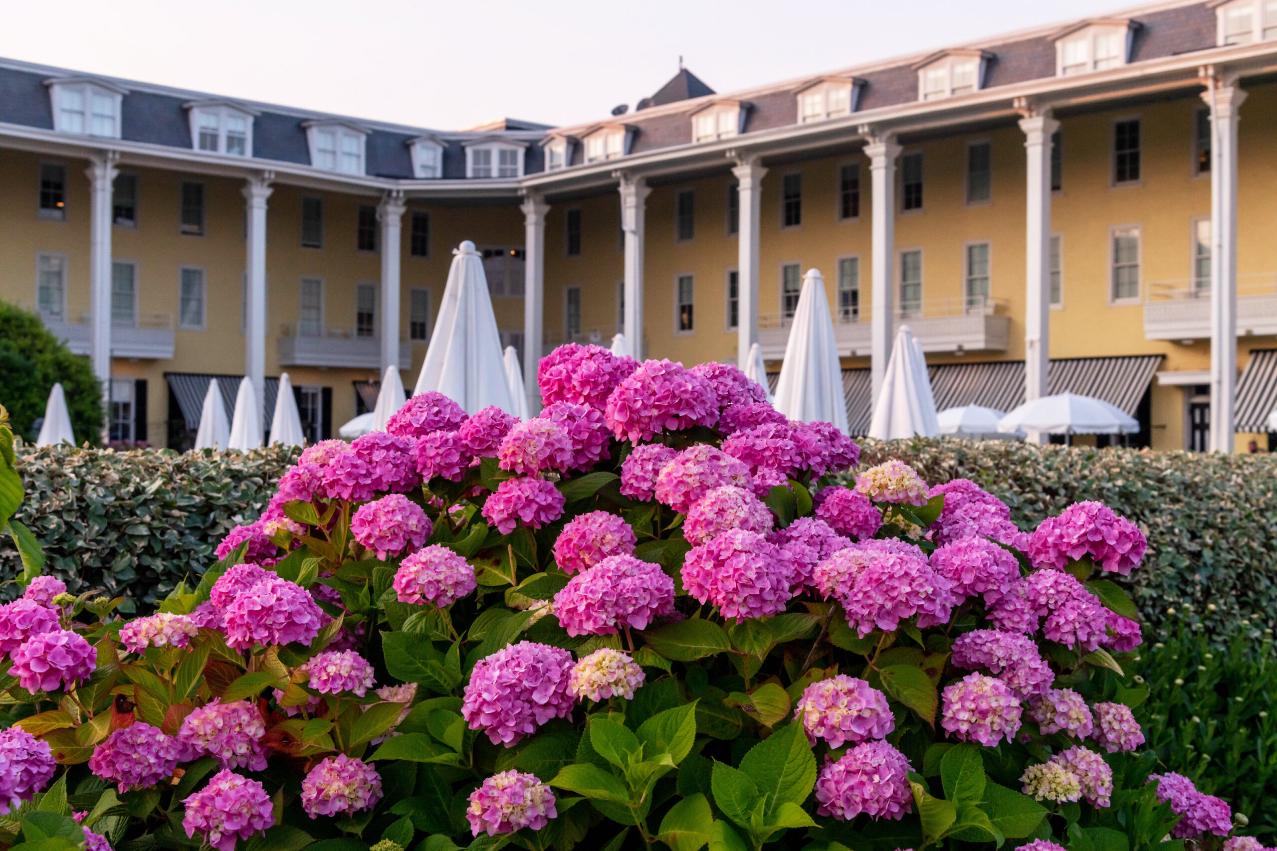 Pink hydrangea in front of Congress Hall