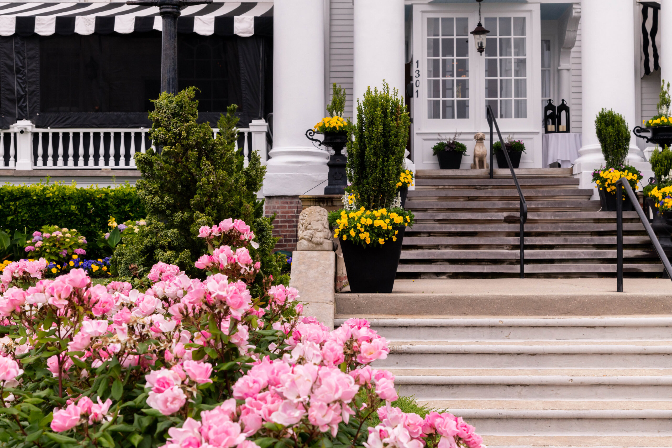 Pink roses in front of the porch and yellow pansy flowers along the front steps of Peter Shields Inn 