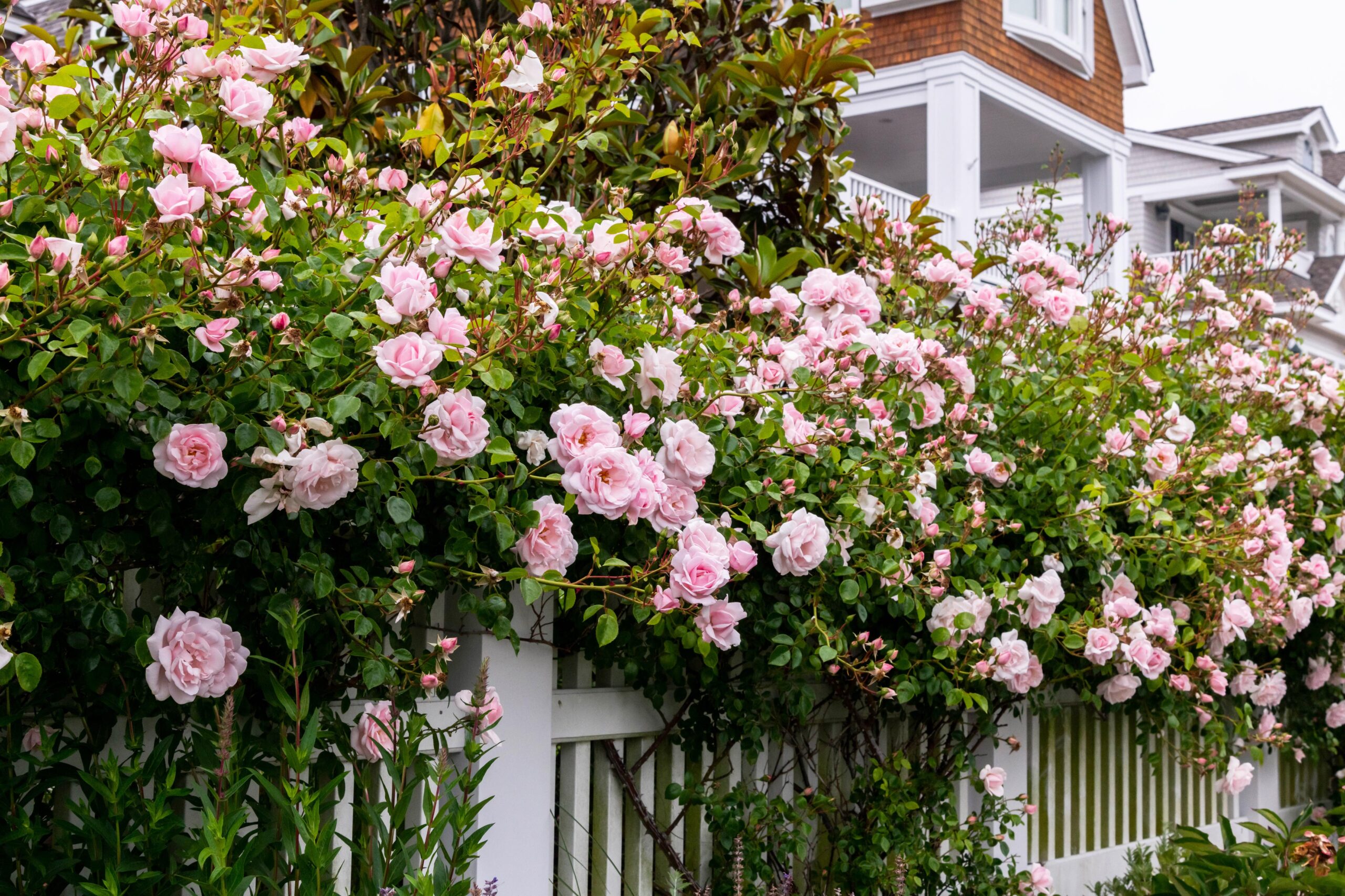Pink roses growing along a white fence with a beach house in the background on a cloudy day