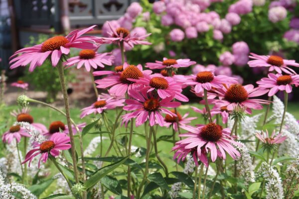 Colorful Coneflowers