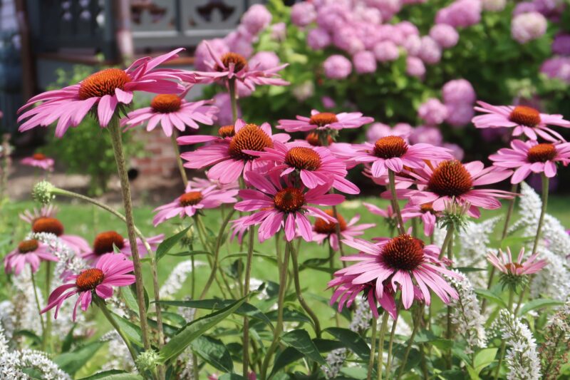 Group of bloomed coneflowers in yard in Cape May