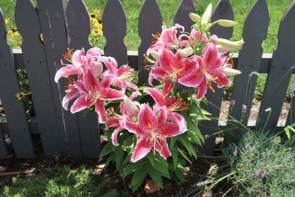 Vibrant Tiger Lillies