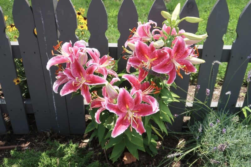 Pink tiger lillies in Cape May garden