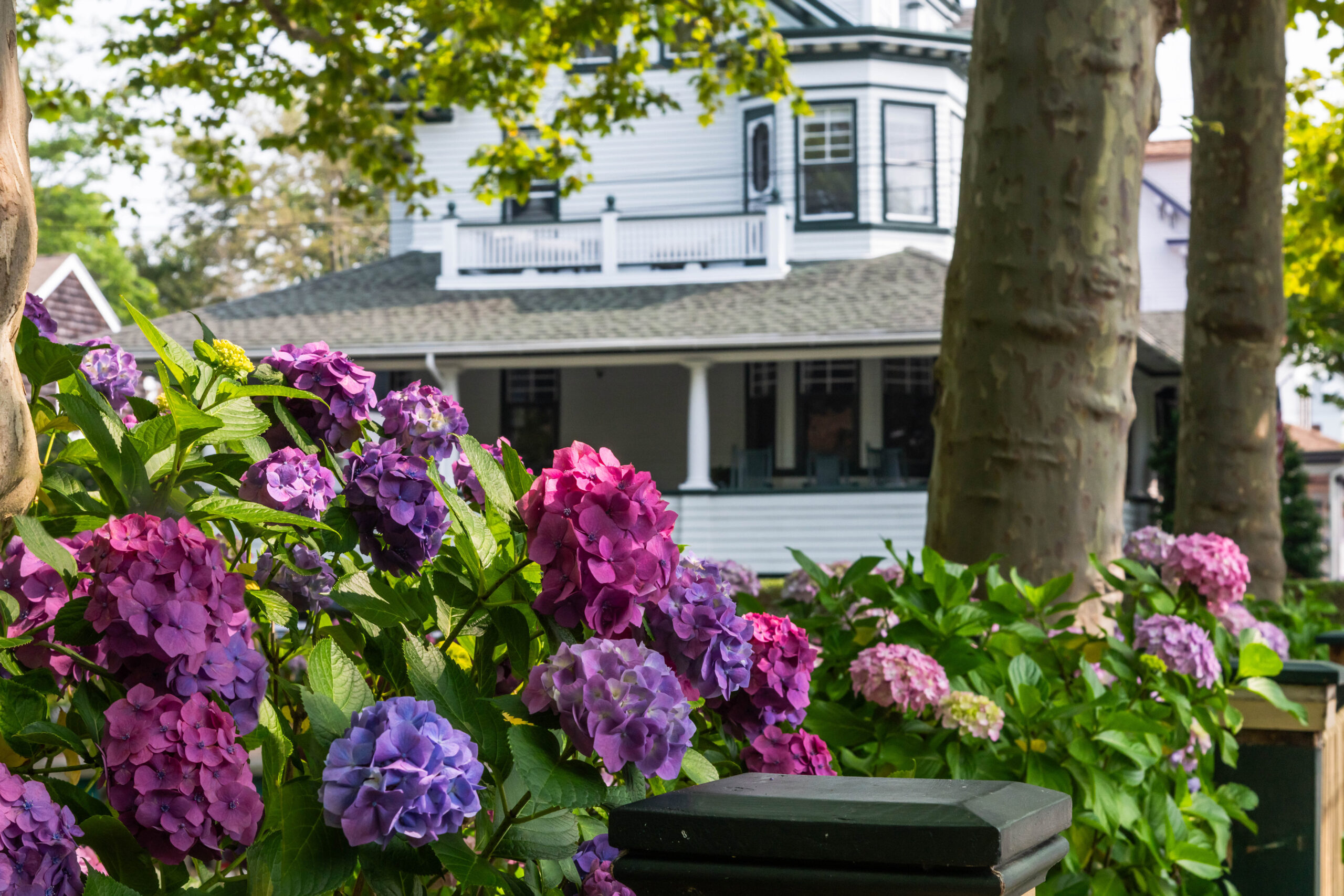 Pink, purple, and magenta hydrangea with a white house and a porch in the background
