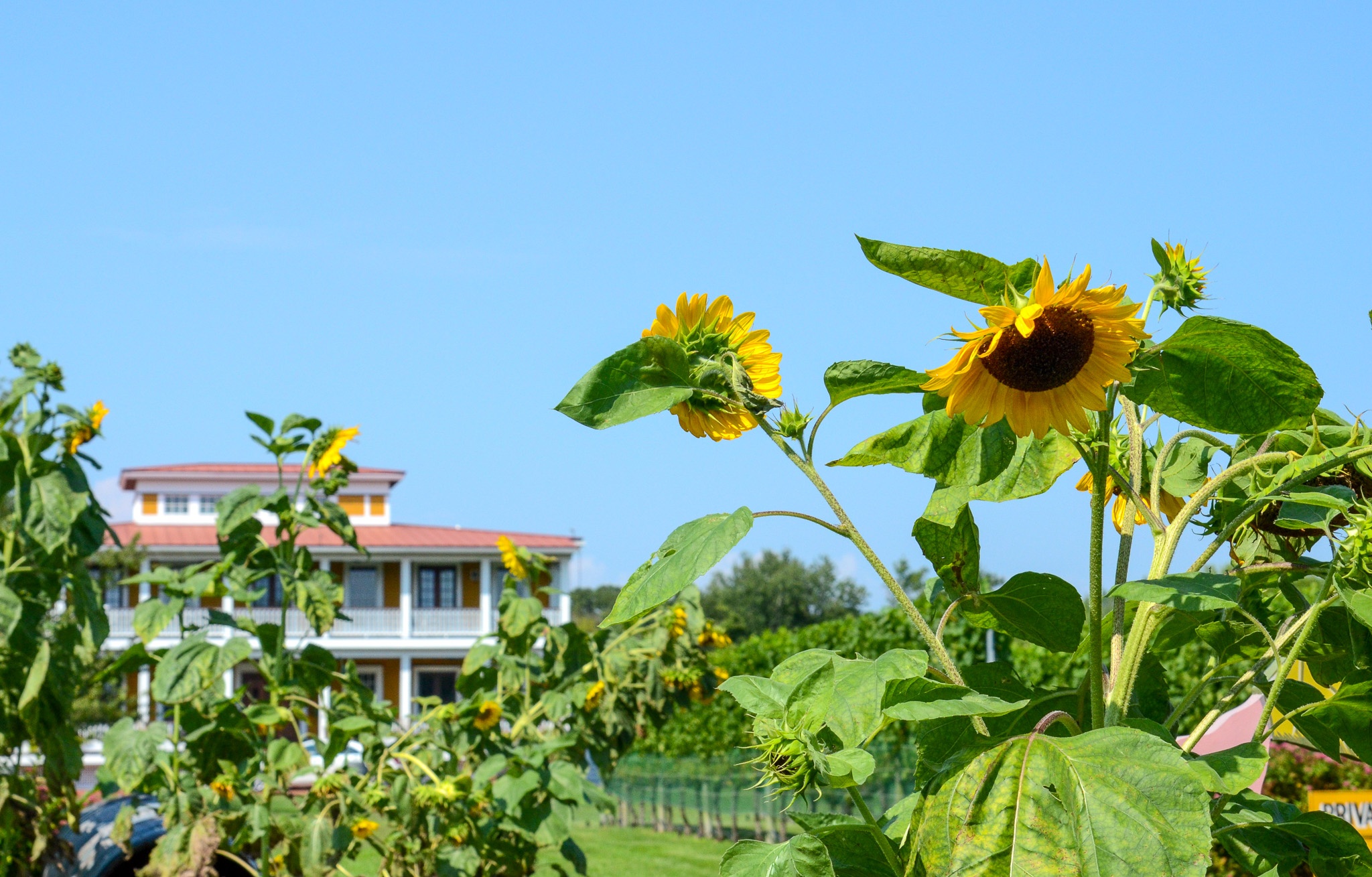 Sunflowers at Willow Creek