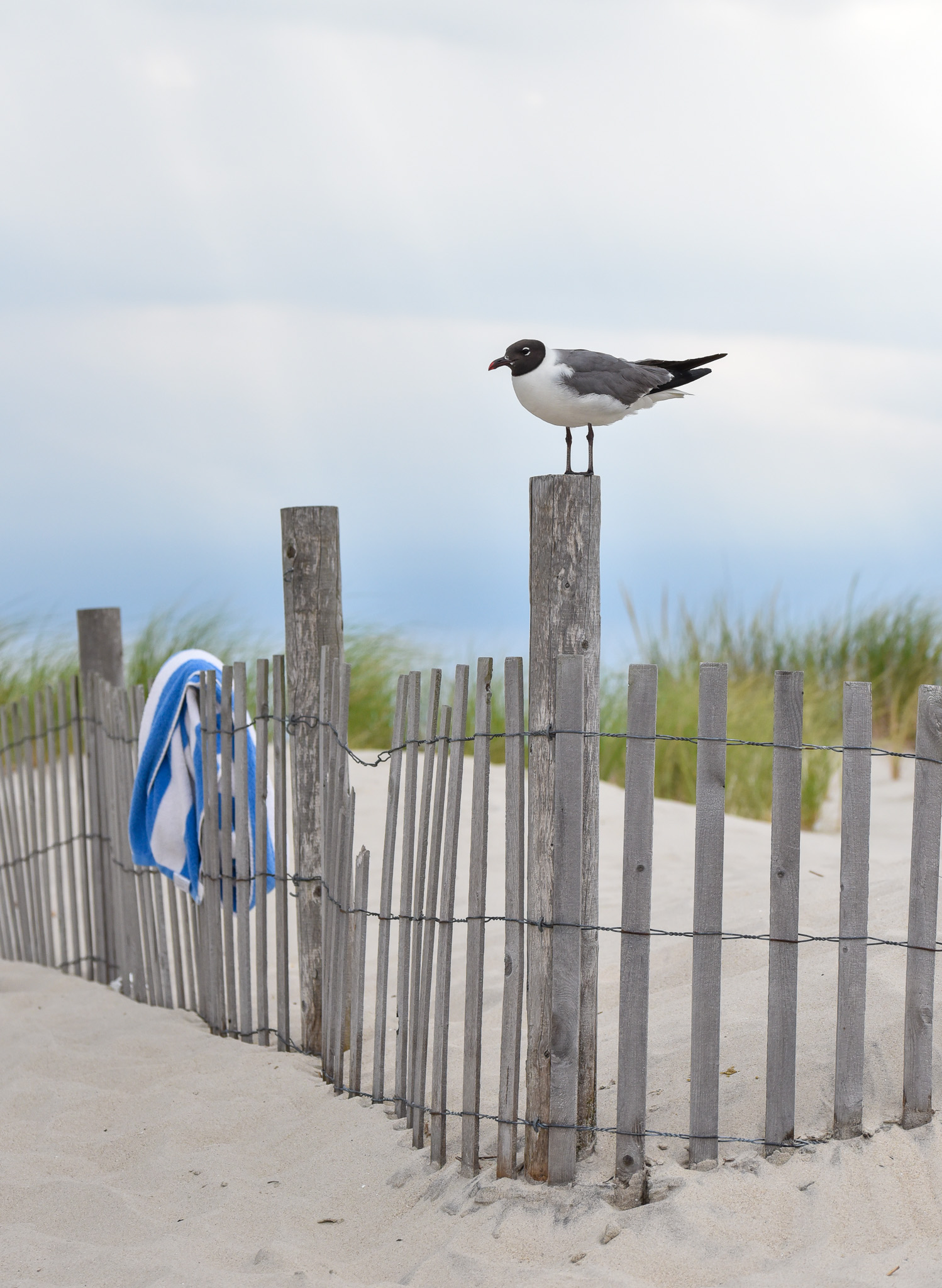 Seagull resting at the cove