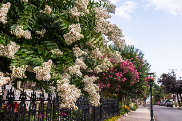 Crepe Myrtle Everywhere