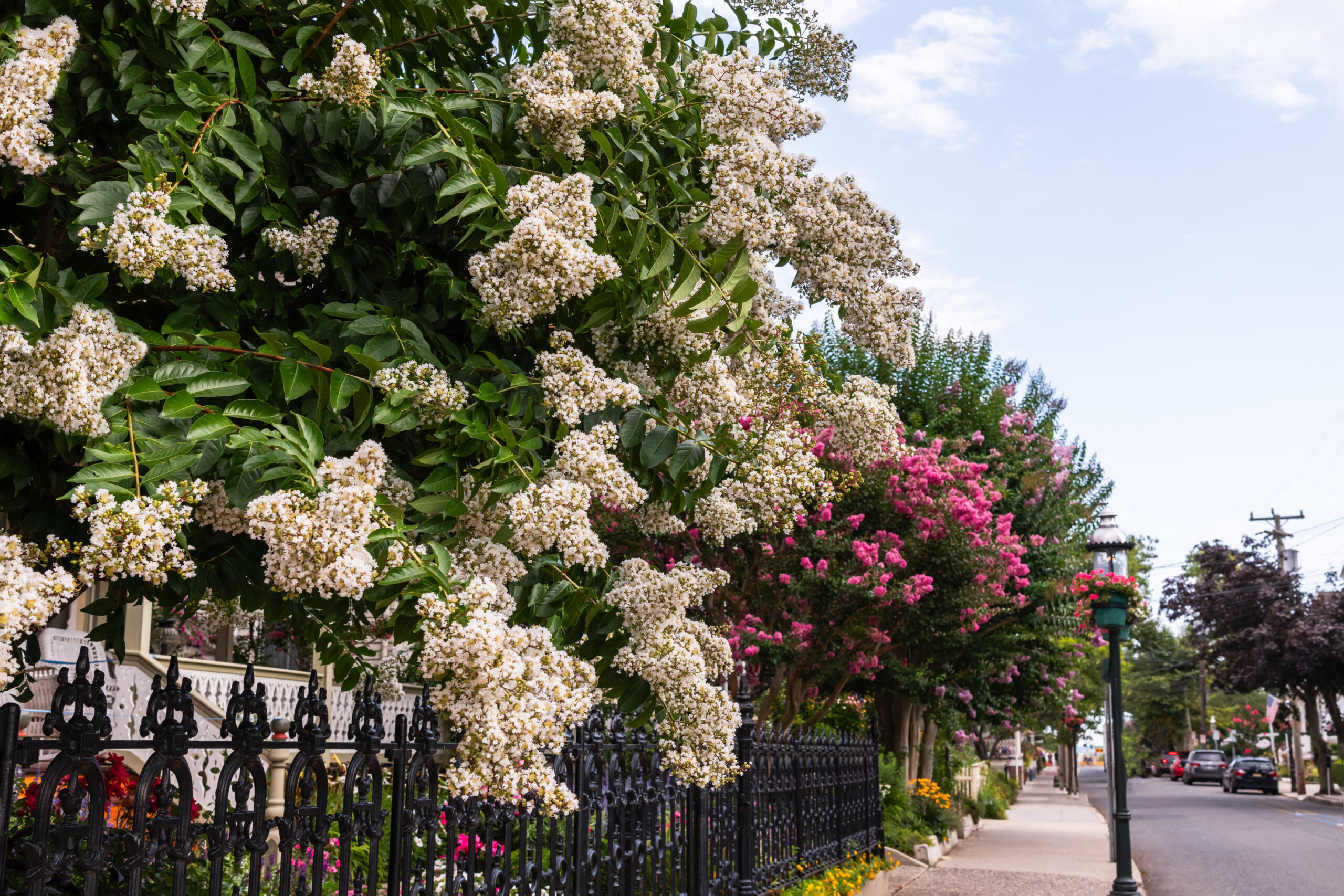 White and pink crepe myrtle trees down a street in Cape May