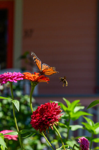 A Monarch and Bee Fighting for Pollen on Jackson Street