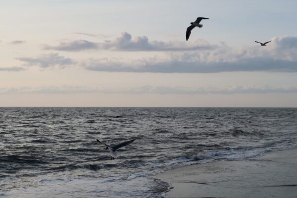 Flying Over The Delaware Bay