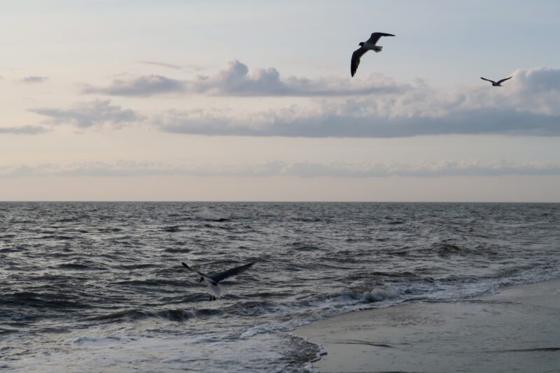 Birds flying at the Delaware Bay