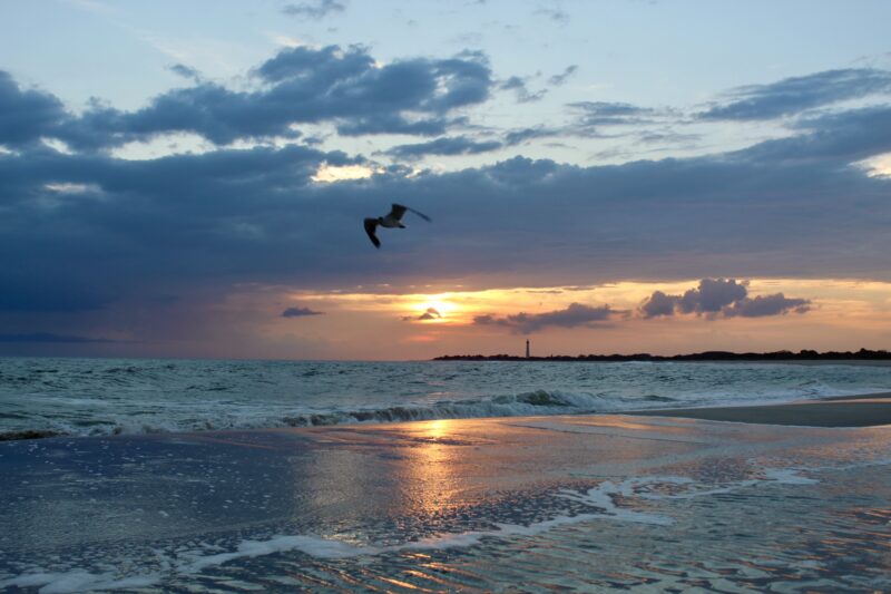 Sunset at Cove Beach with seagull