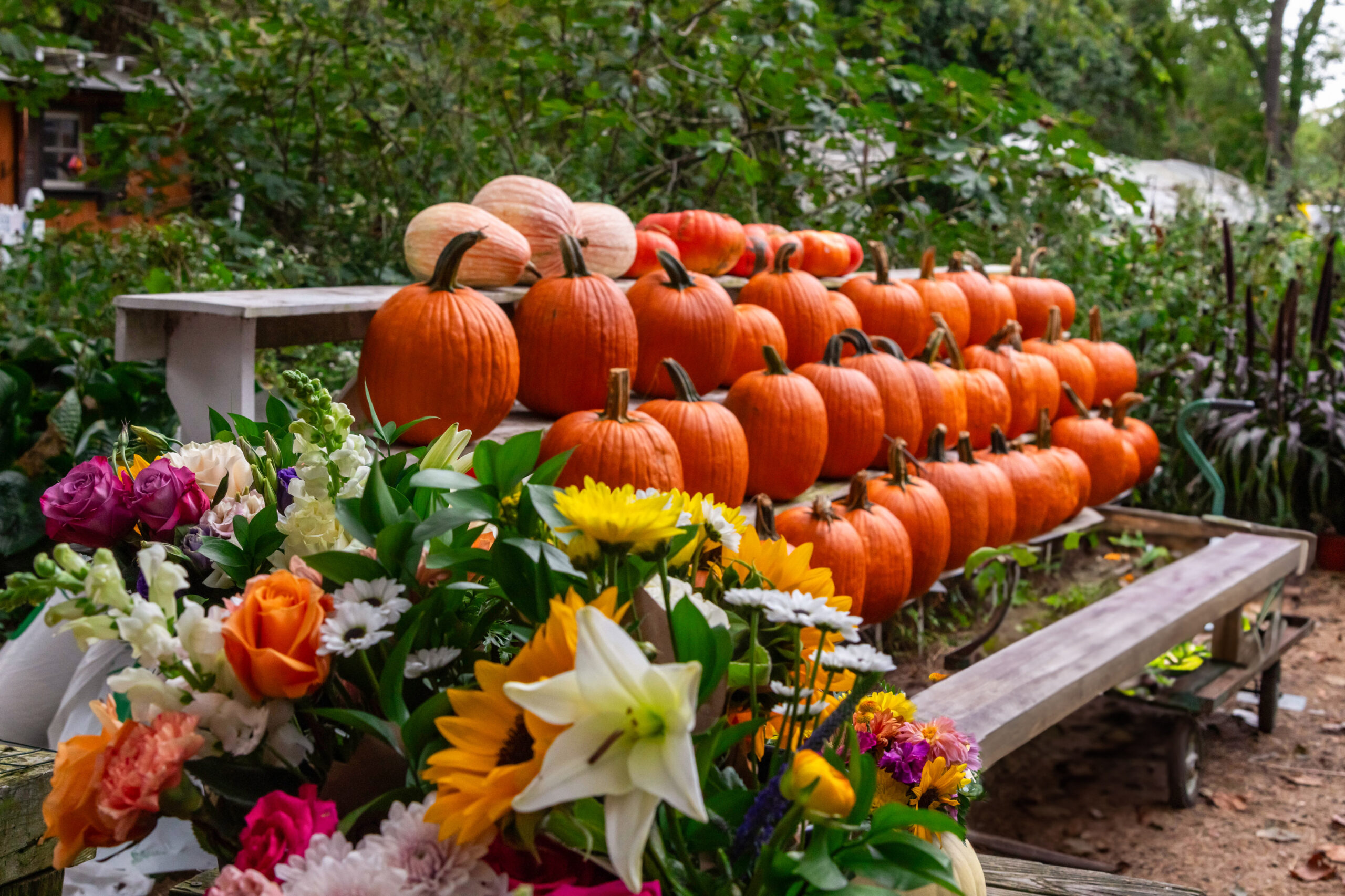 Rows of pumpkins on benches with yellow, orange, purple, and white flowers