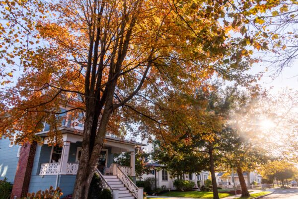 Fall on New York Ave.