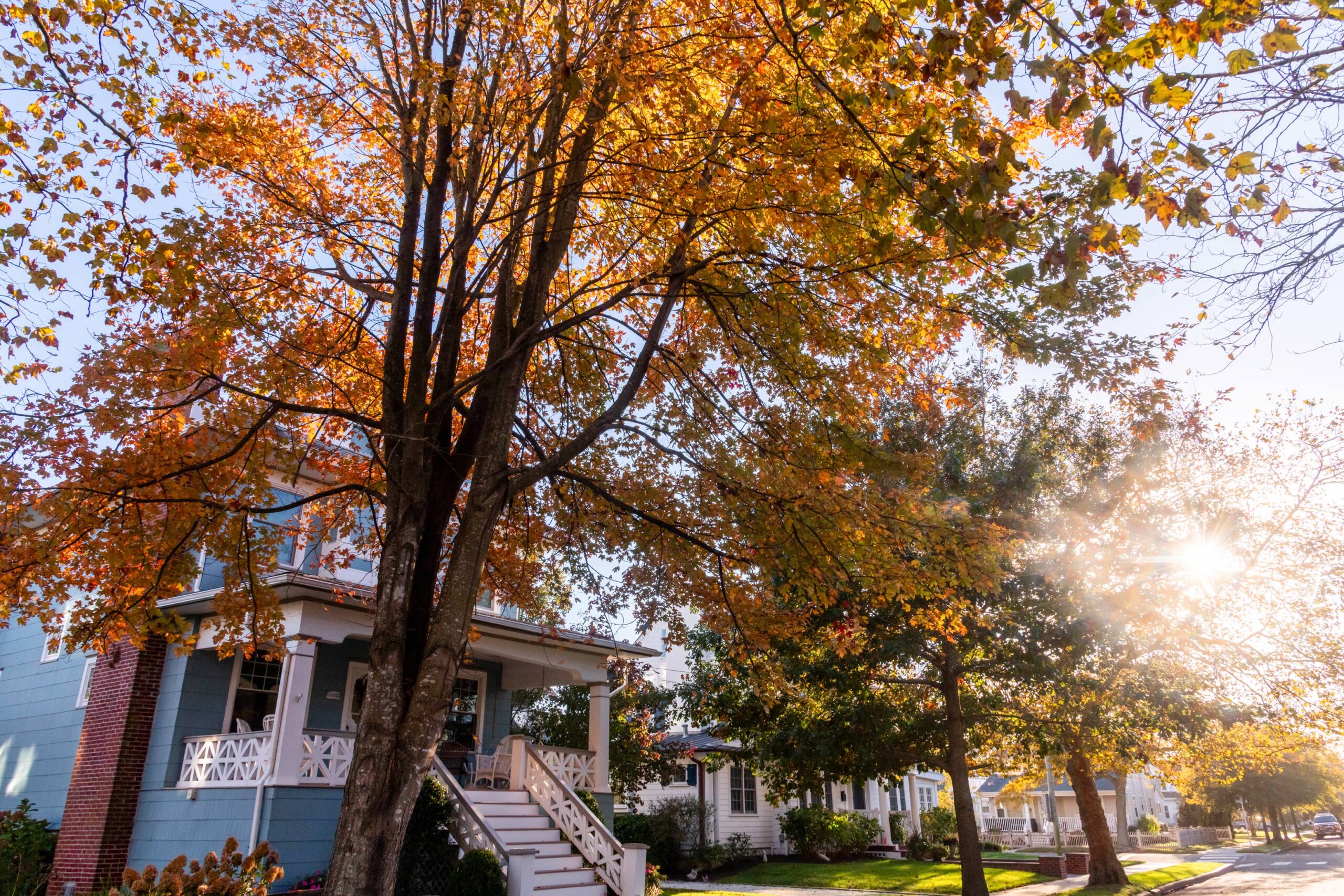 The sun shining through trees with red, yellow, and orange leaves, in front of houses on New York Ave.