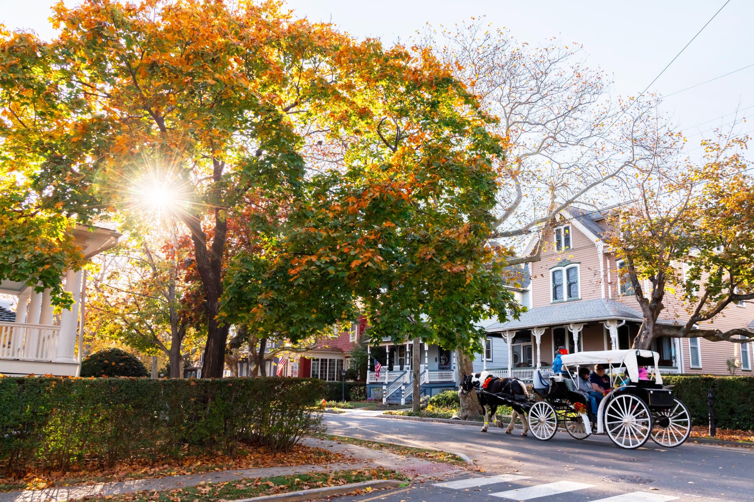 A horse carriage ride going down Hughes Street with sunlight streaming through orange, red, yellow, and green leaves on a big tree on the street corner