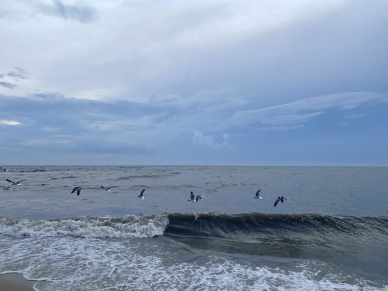 Seagulls flying over the Delaware Bay