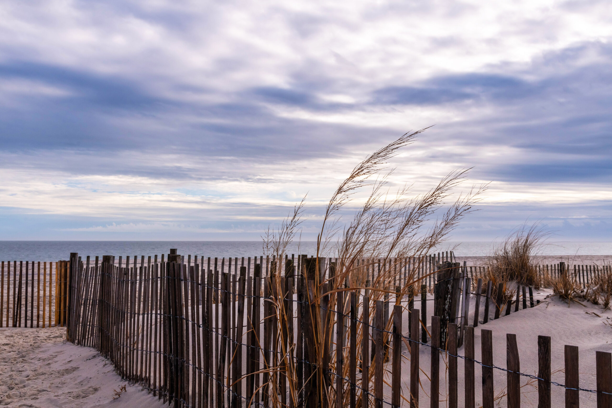 Beach dune grass along a fence on the path to the beach. There are thin blue clouds in the sky, with some sunlight shining behind them.